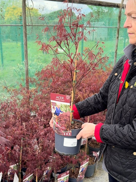 Acer Palmatum Dissectum Garnet 3 Litre Pot