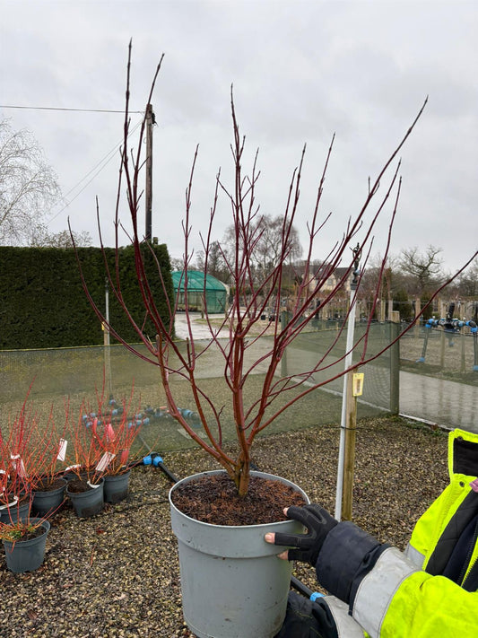 Cornus alba Gouchaltii 10 Litre Pot
