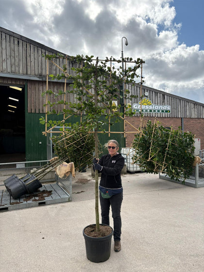 Carpinus B. Pleached 12/14cm G, 150cm Stem, 120cm H x 150cm W Frame