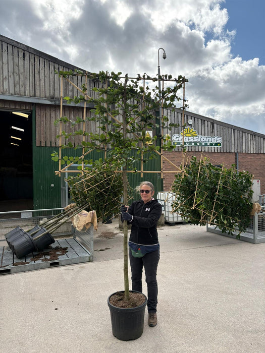 Carpinus B. Pleached 12/14cm G, 150cm Stem, 120cm H x 150cm W Frame