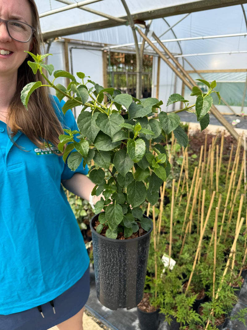 Hydrangea petiolaris - Climbing Hydrangea 2 Litre Pot