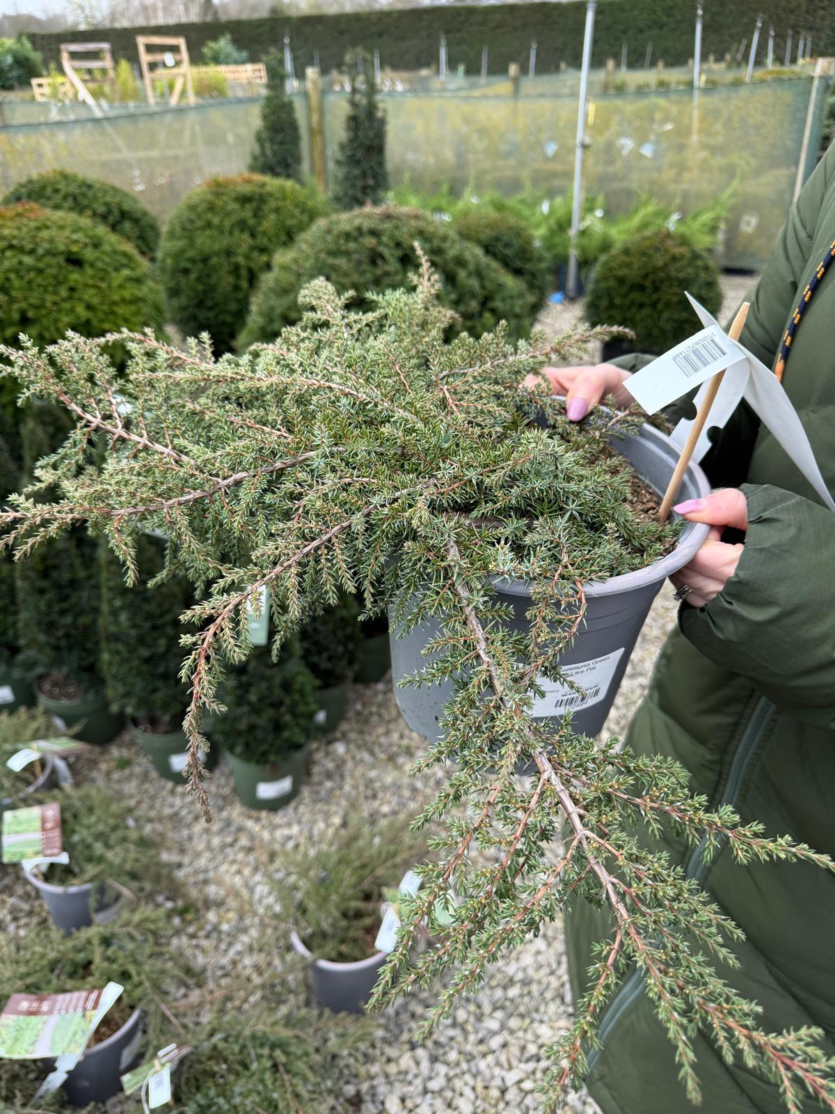 Juniperus Communis Green Carpet 4.5 Litre Pot
