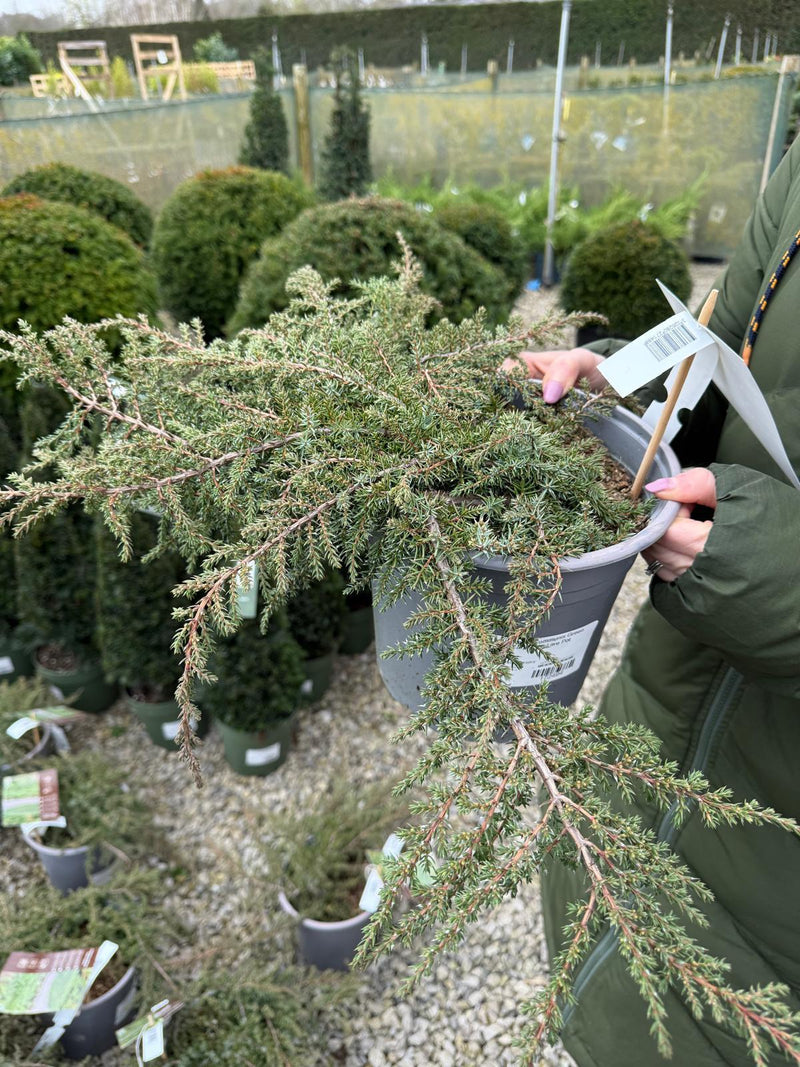 Juniperus Communis Green Carpet 4.5 Litre Pot