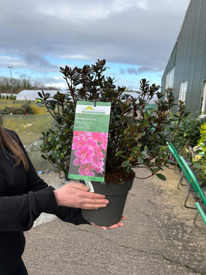 Azalea obt. Pink Poetry 4.6 Litre Pot — Grasslands Nursery