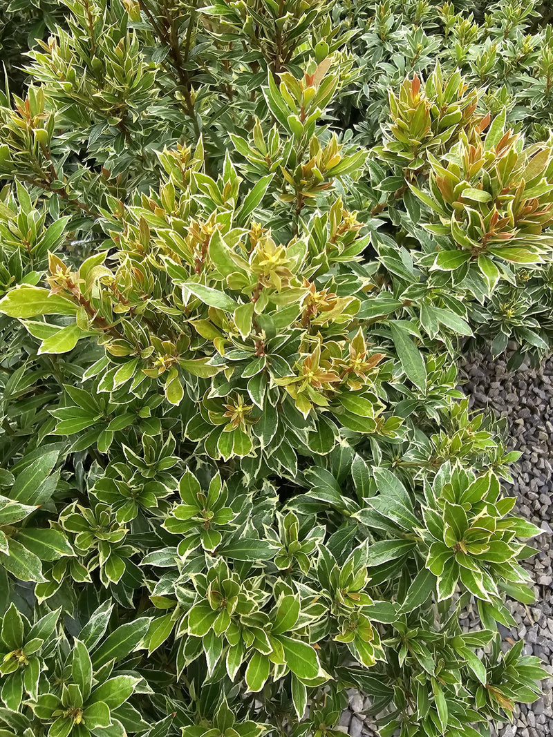 Pieris jap. Little Heath 10 Litre Pot