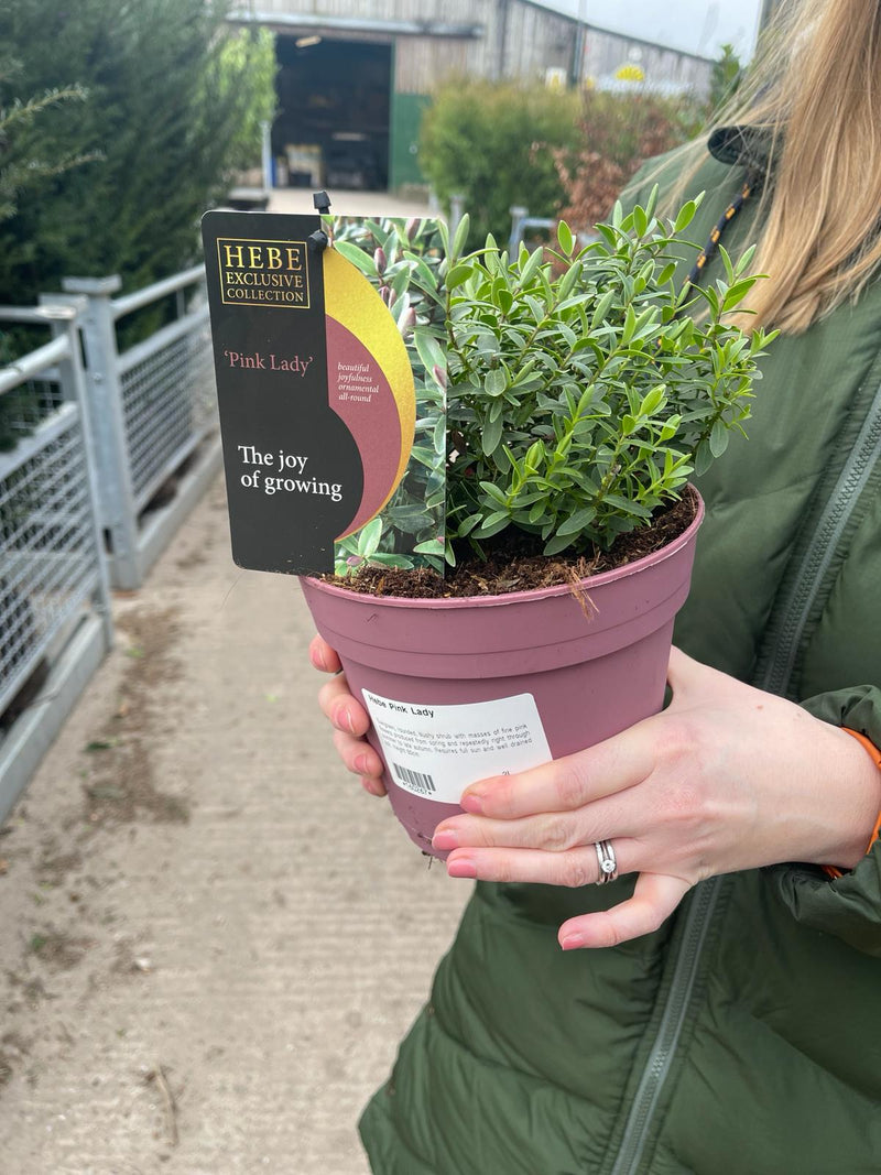 Hebe Pink Lady 2 Litre Pot