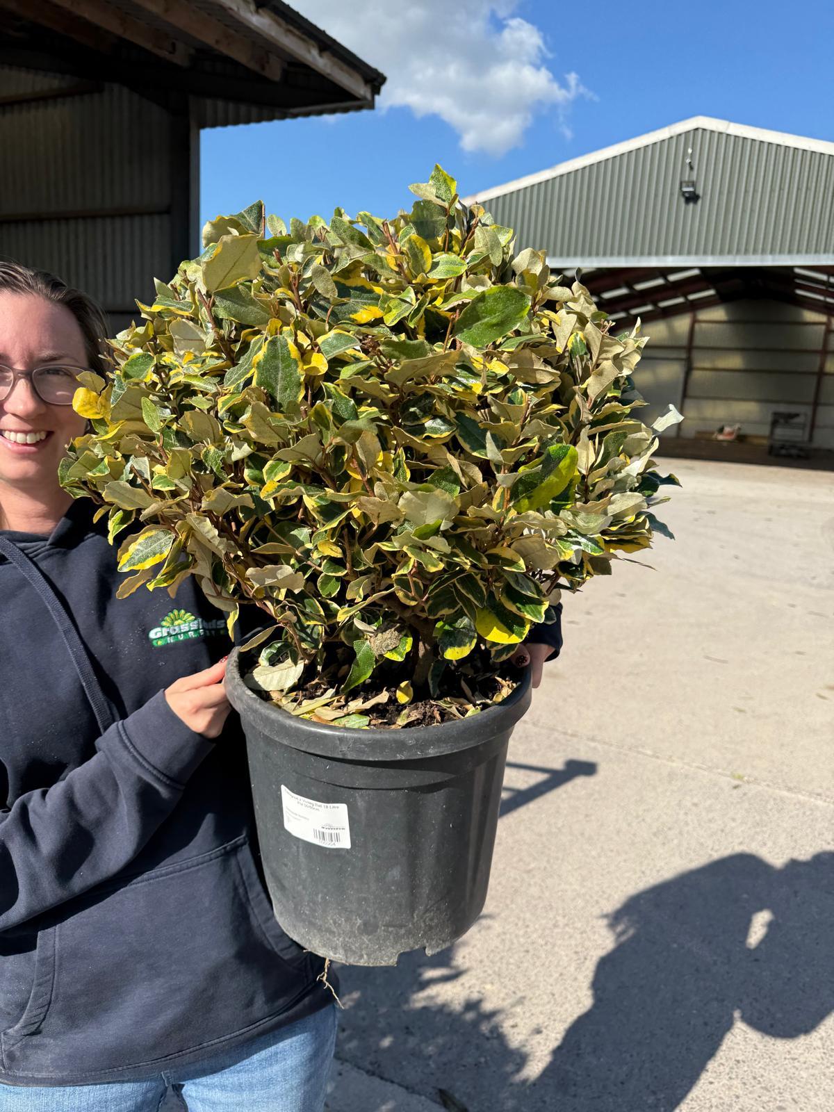 Elaeagnus x Vivileg Ball 18 Litre Pot 50/60cm
