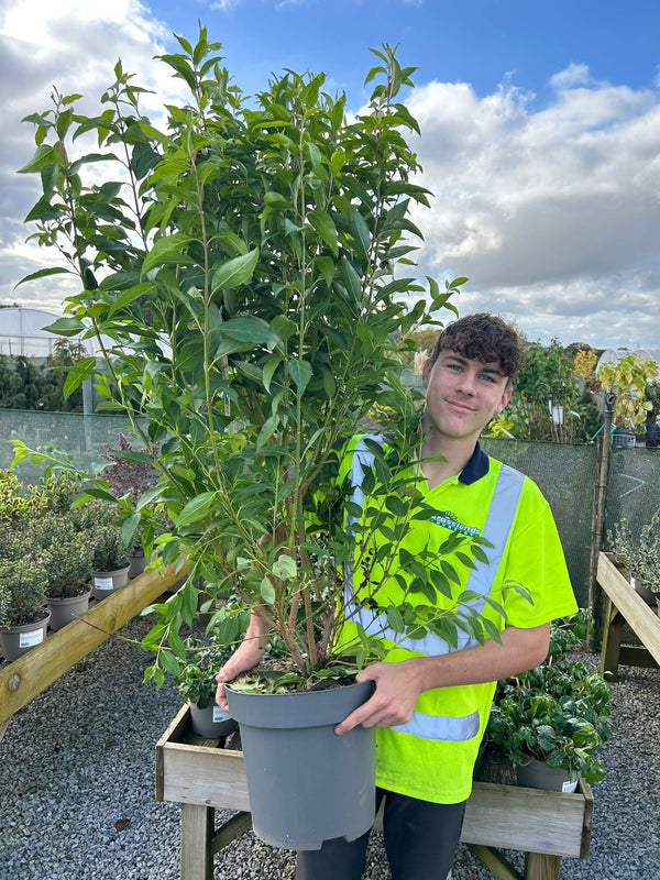 Forsythia intermedia Goldrausch 12 Litre Pot 80-100cm