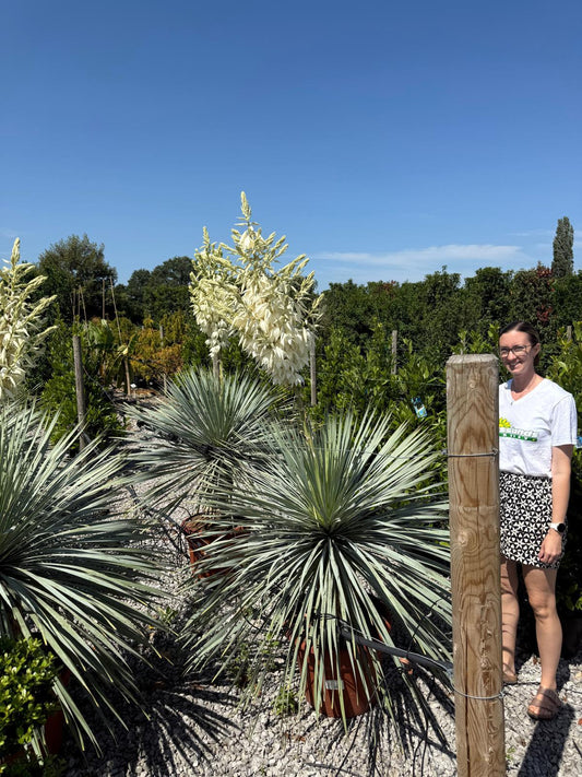 Yucca Rostrata Blue Swan 45 Litre Pot