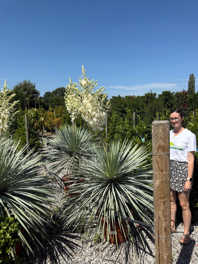 Yucca Rostrata Blue Swan 45 Litre Pot
