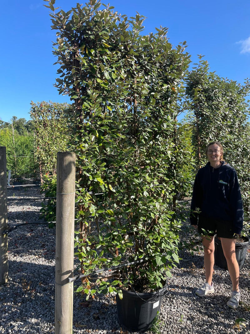 Seconds Grade Elaeagnus Ebbingei Wall Frame 200 x 130cm