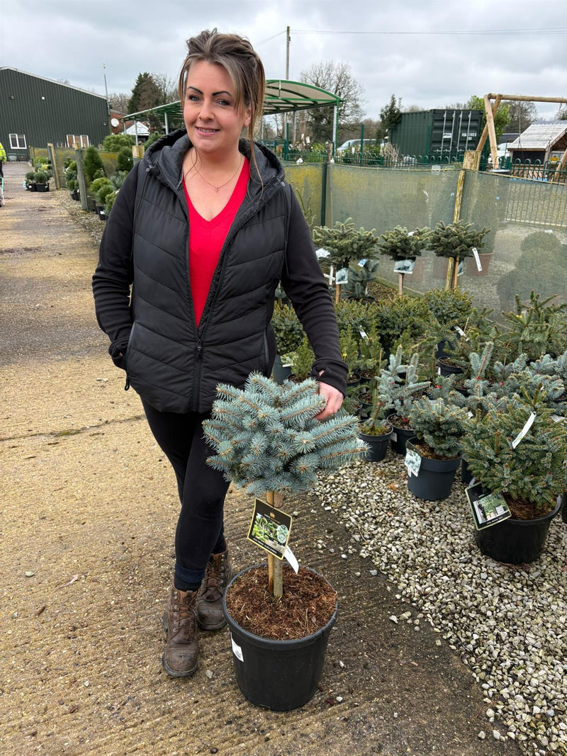 Picea pun. Glauca Globosa 1/4 Std  18 Litre Pot