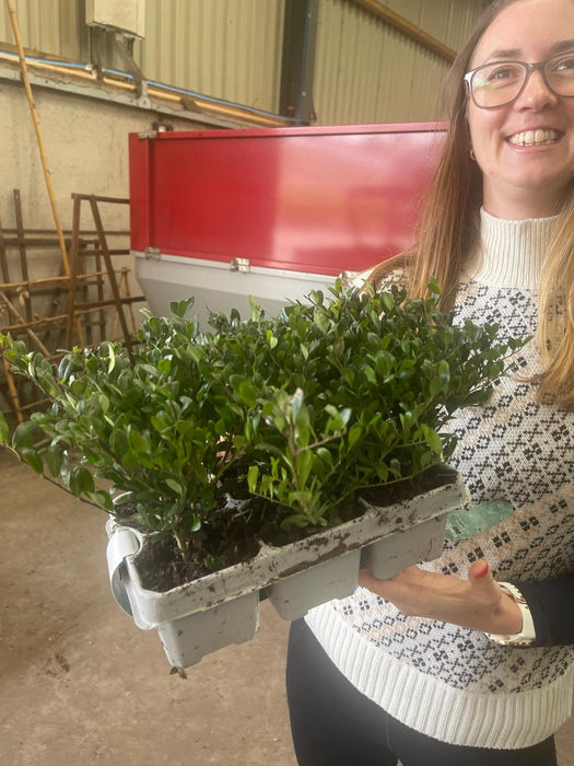 Ilex Crenata Hedging Jenny 6 Pack