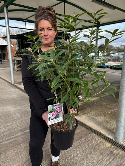 Daphne Bholua Spring Beauty 4.5 Litre Pot