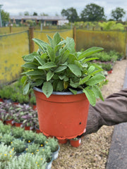 Salvia Officinalis 2 Litre Pot