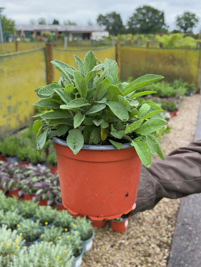 Herbs