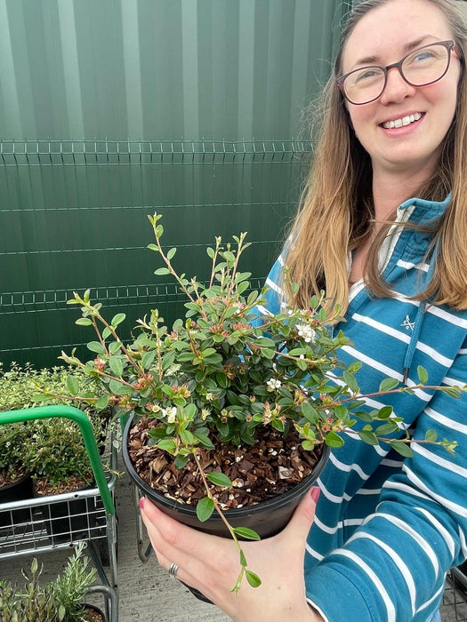 Cotoneaster Coral Beauty 3 Litre Pot