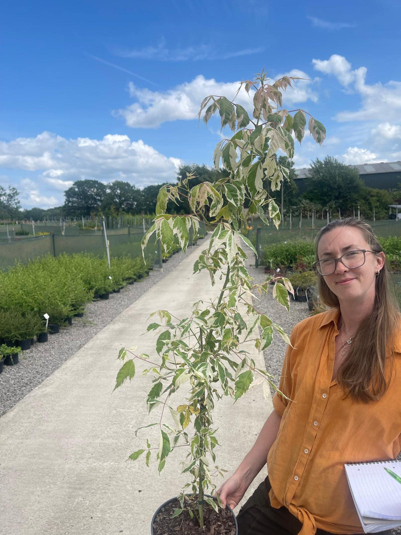 Acer Negundo Flamingo 5 Litre Pot  Grasslands Nursery