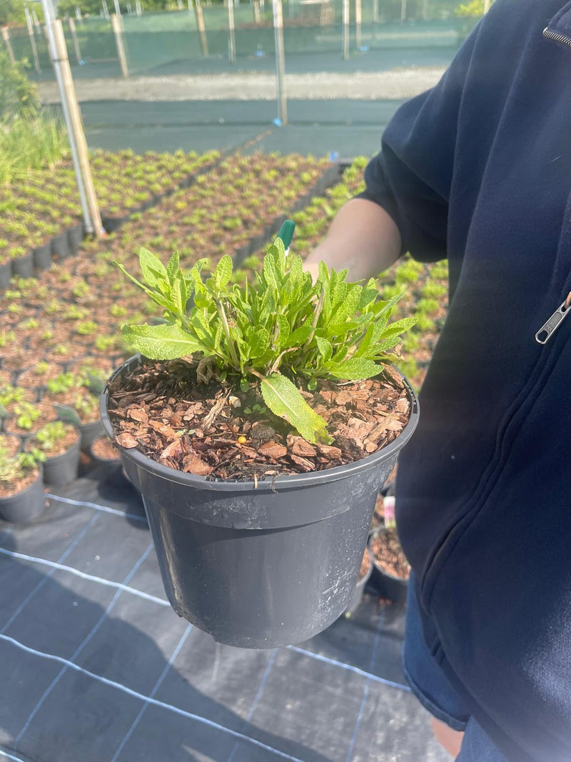 Salvia Sensation Pink 3 Litre Pot