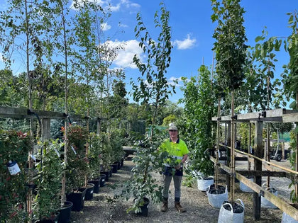 Alnus Cordata Standard 8/10cm Girth