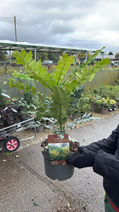 Mahonia media Winter Sun 4 Litre Pot 30/40cm