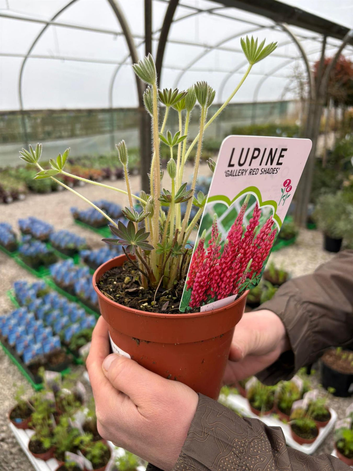 Lupin Gallery Red Shades 11cm Pot