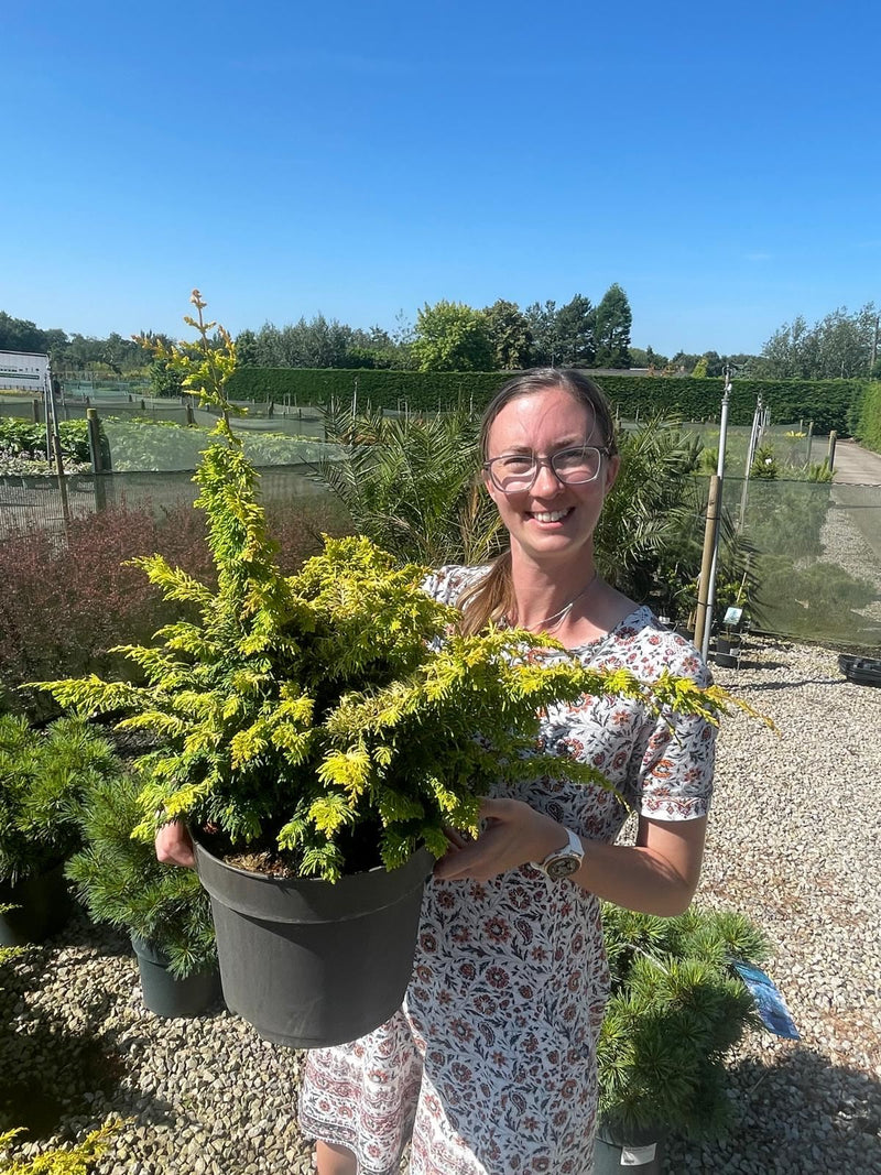 Chamaecyparis Ob. Fernspray Gold 7.5Litre