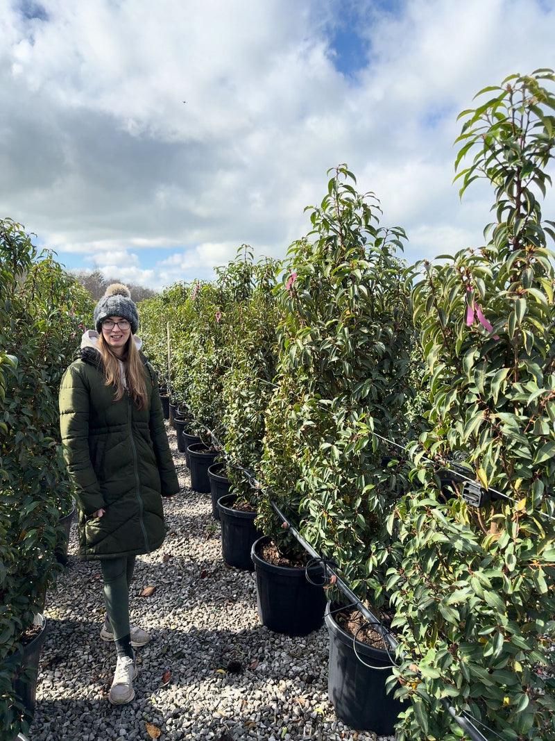 Portuguese Laurel 170/180cm 50cm Wide 30 Litre Pot