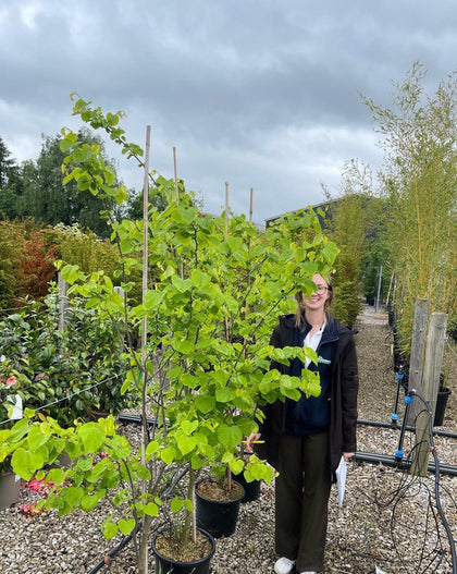Cercis canadensis Royal White 15 Litre Pot