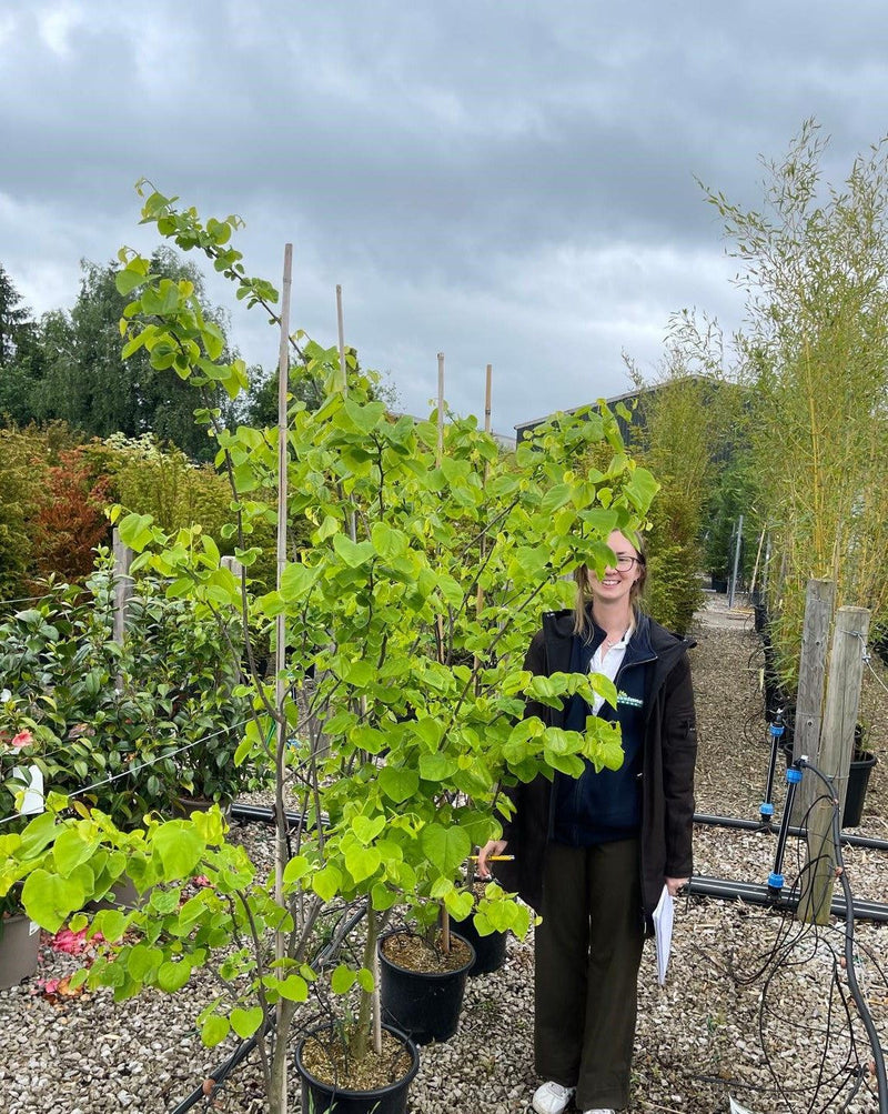 Cercis canadensis Royal White 15 Litre Pot