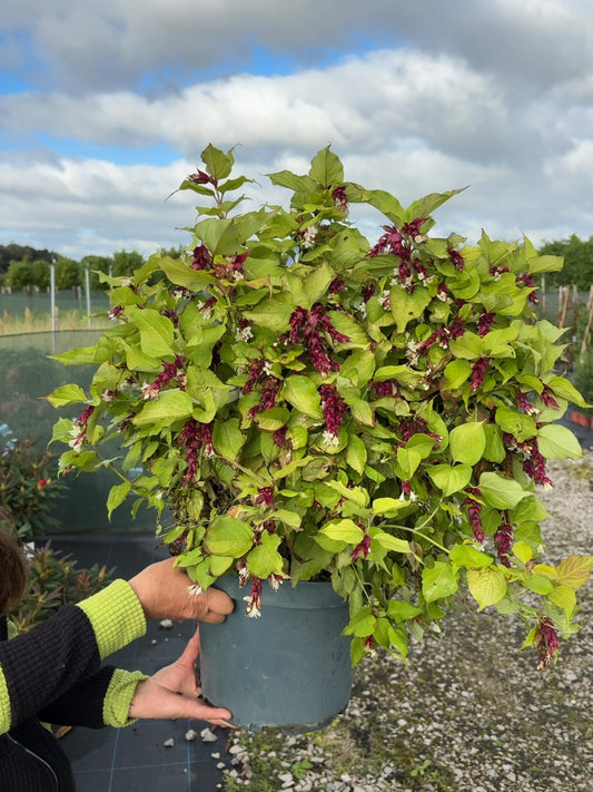 Leycesteria Golden Lanterns 10 Litre Pot