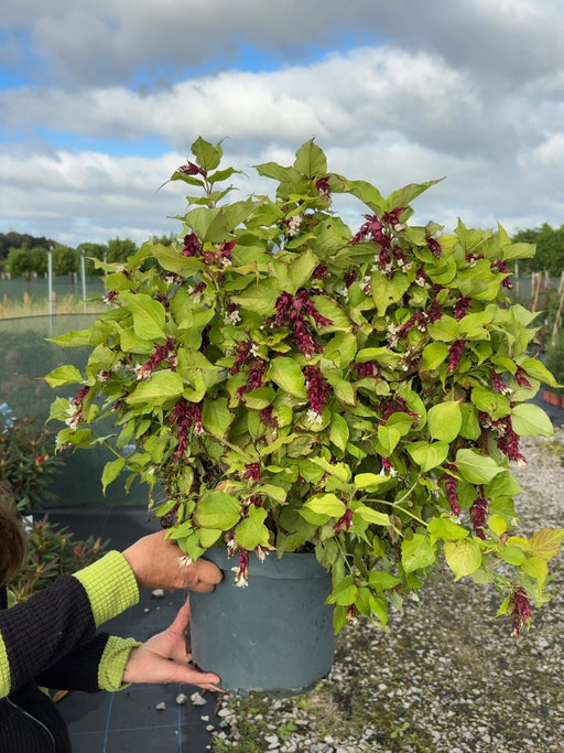 Leycesteria Golden Lanterns 10 Litre Pot