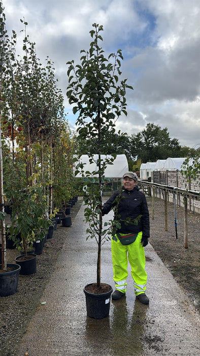 Pyrus calleryana Chanticleer 20 Litre Pot 250/300cm
