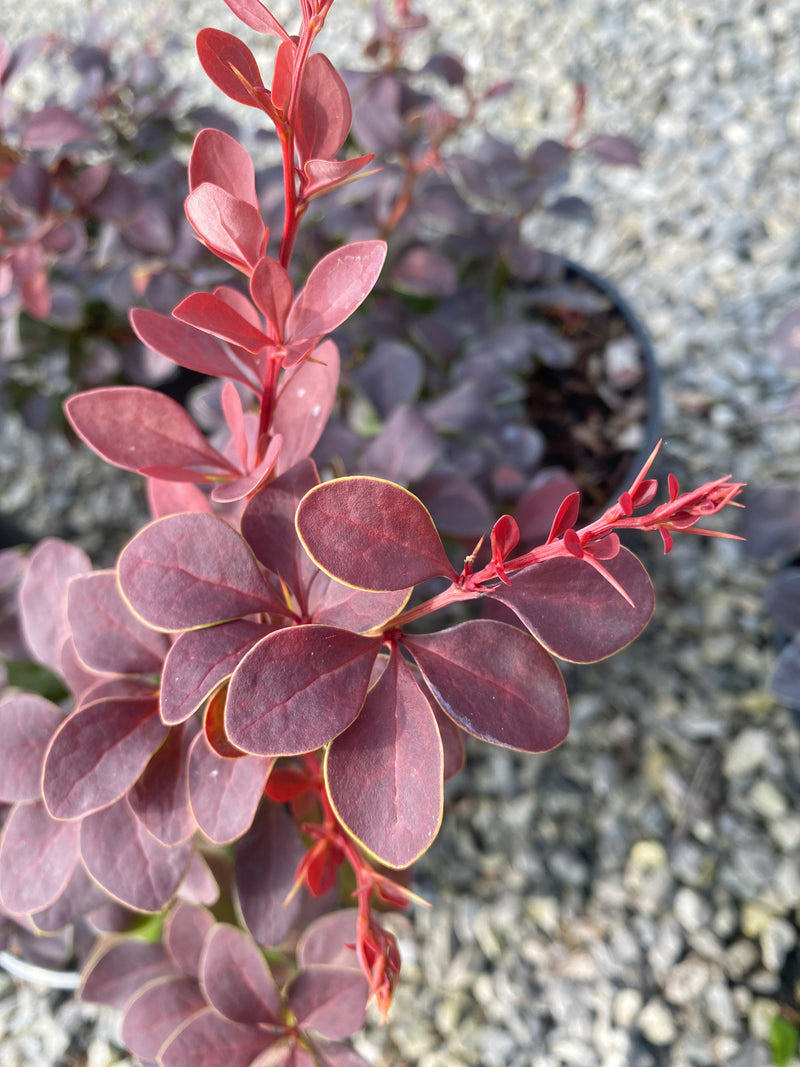 Berberis thunbergii Golden Ring 3 Litre Pot