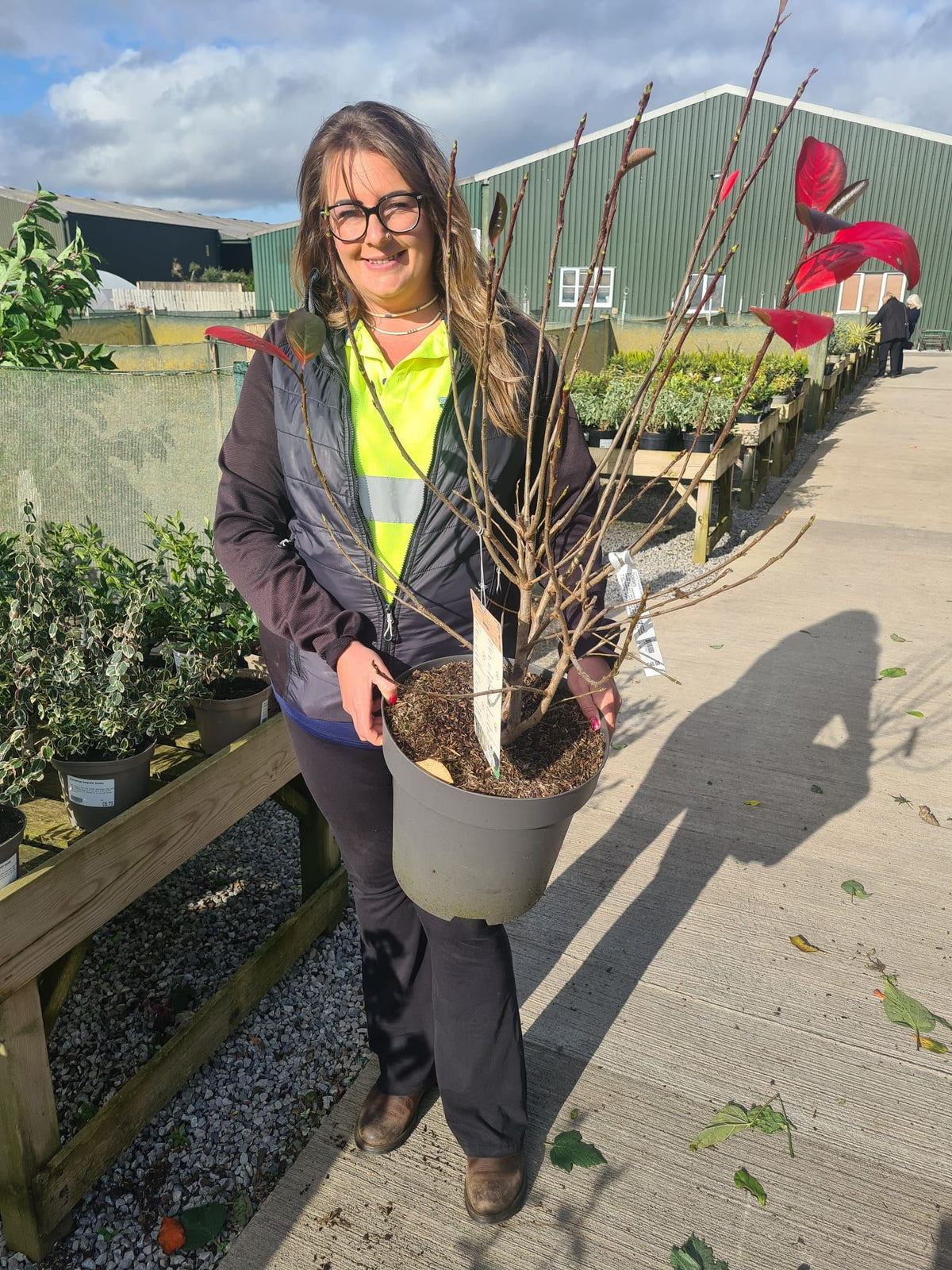Aronia Prunifolia Viking 30 Litre Pot