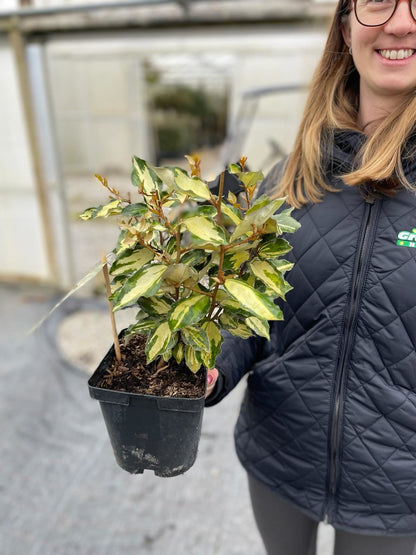 Elaeagnus Ebbingei Maryline 2 Litre Pot