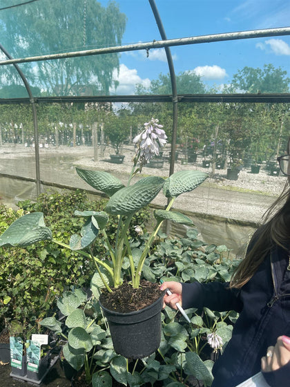 Hosta Big Daddy 3 Litre Pot