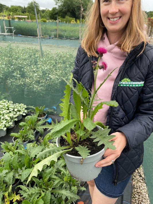 Cirsium Attropurpureum 2 Litre Pot