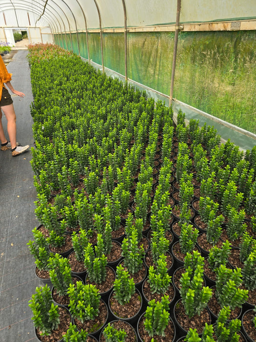 Euonymus japonicus Green Spire 3 Litre Pot