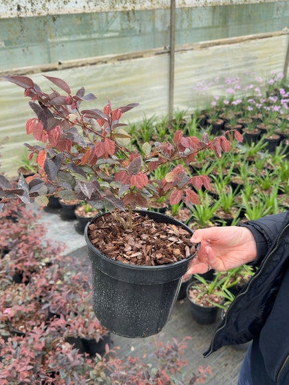 Loropetalum chinense 'Fire Dance' - Chinese Fringe Flower 3 Litre Pot