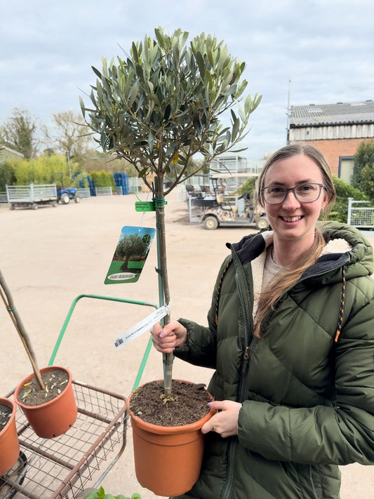 Olea Europea - Olive Mini Standard 4 Litre Pot 50 cm Stem