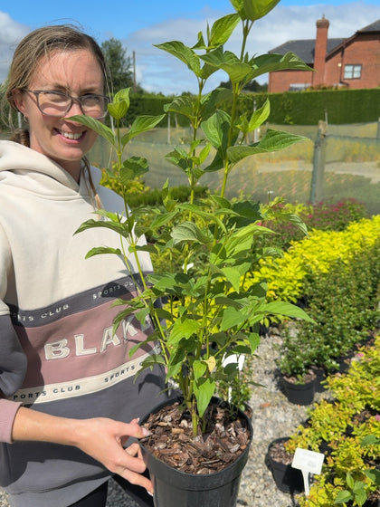 Cornus stolonifera 'Flaviramea' - Yellowtwig Dogwood 3 Litre Pot