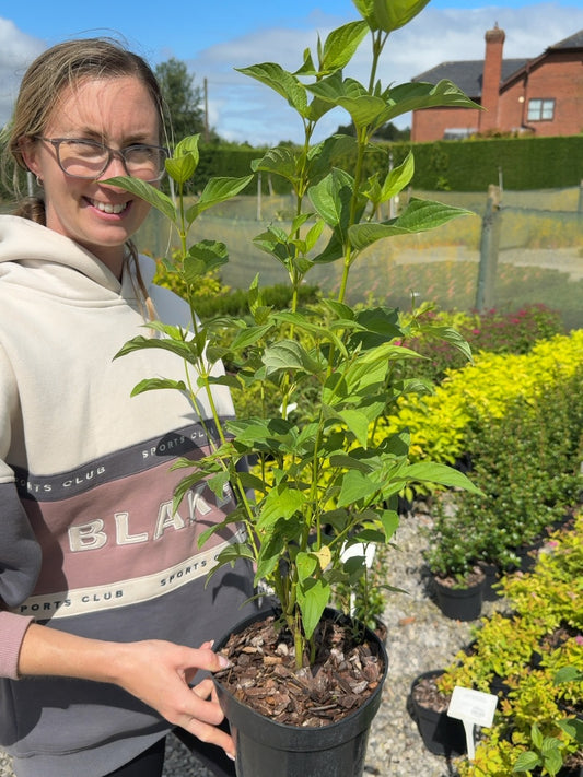 Cornus stolonifera 'Flaviramea' - Yellowtwig Dogwood 3 Litre Pot