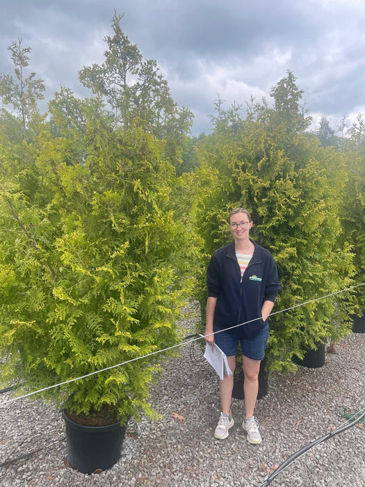 Thuja Brabant 220/230cm 55 Litre Pot x 15 Plants