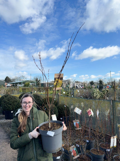 Acer palmatum Summergold 12 Litre Pot 100/125cm