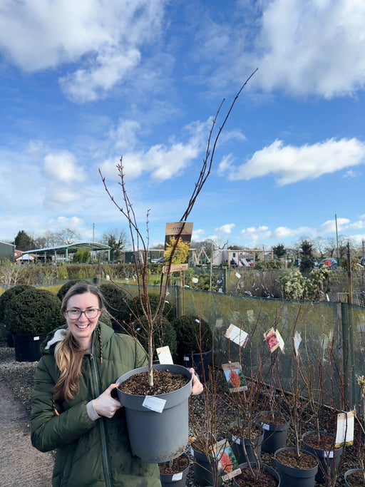 Acer palmatum Summergold 12 Litre Pot 100/125cm