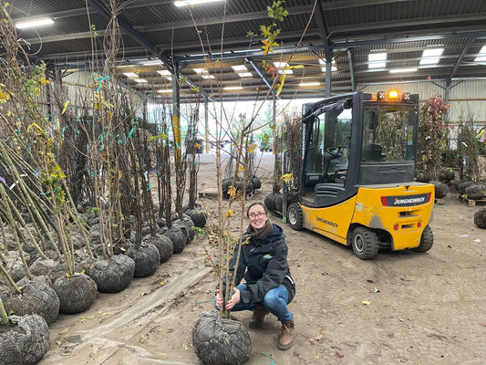 Acer Campestre Multi Stem 175/200cm