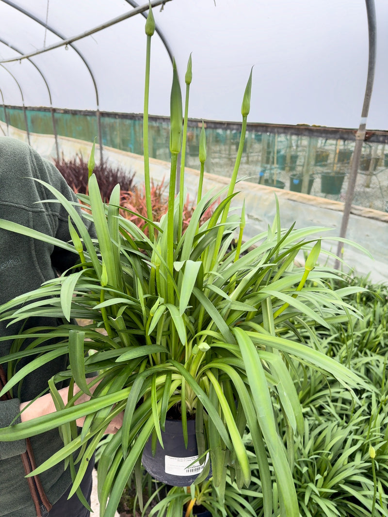Agapanthus Poppin Purple 10 Litre Pot September Delivery