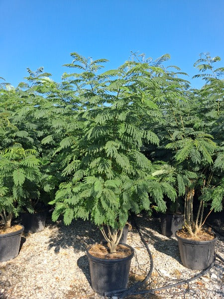 Albizia Julibrissin 80 Litre Pot Multi Stem Parachute 200-250cm
