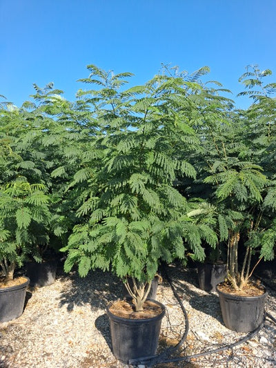 Albizia